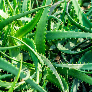  Aloe Vera
