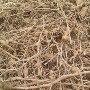 Bharangi Root