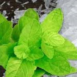 Menthol