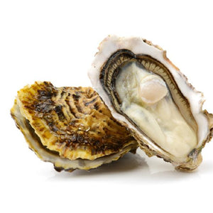 Oyster shell