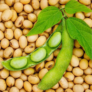 Soya