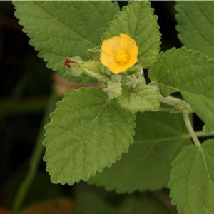 Bala herb