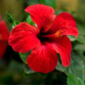 Hibiscus