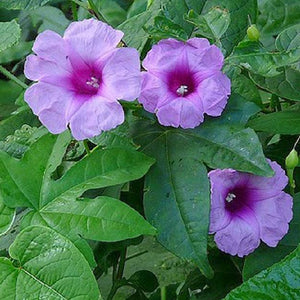 Vidanga Kand