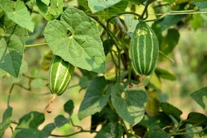 Patol Leaves